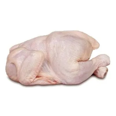 Broiler Chicken